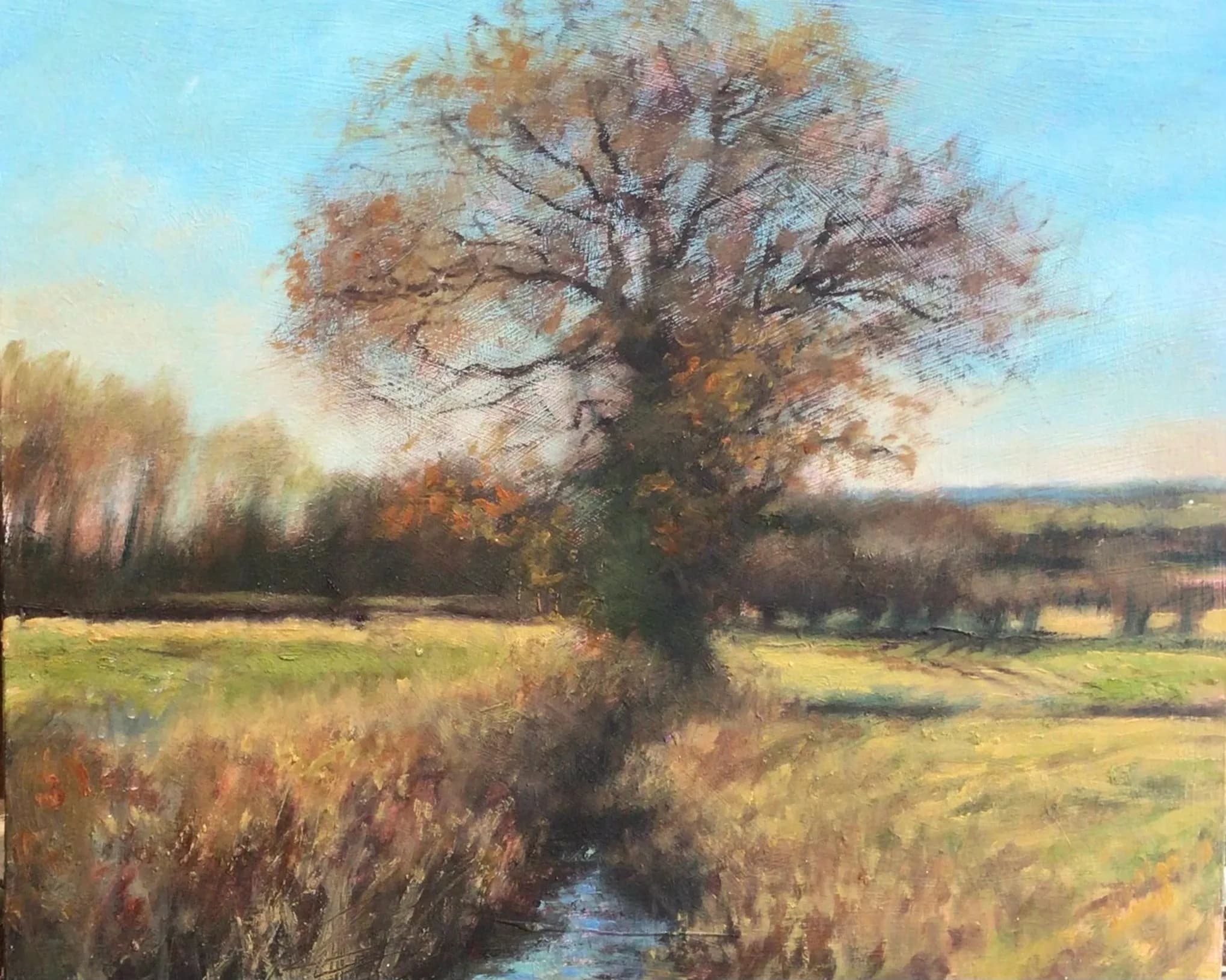 Oak, Merry Tom