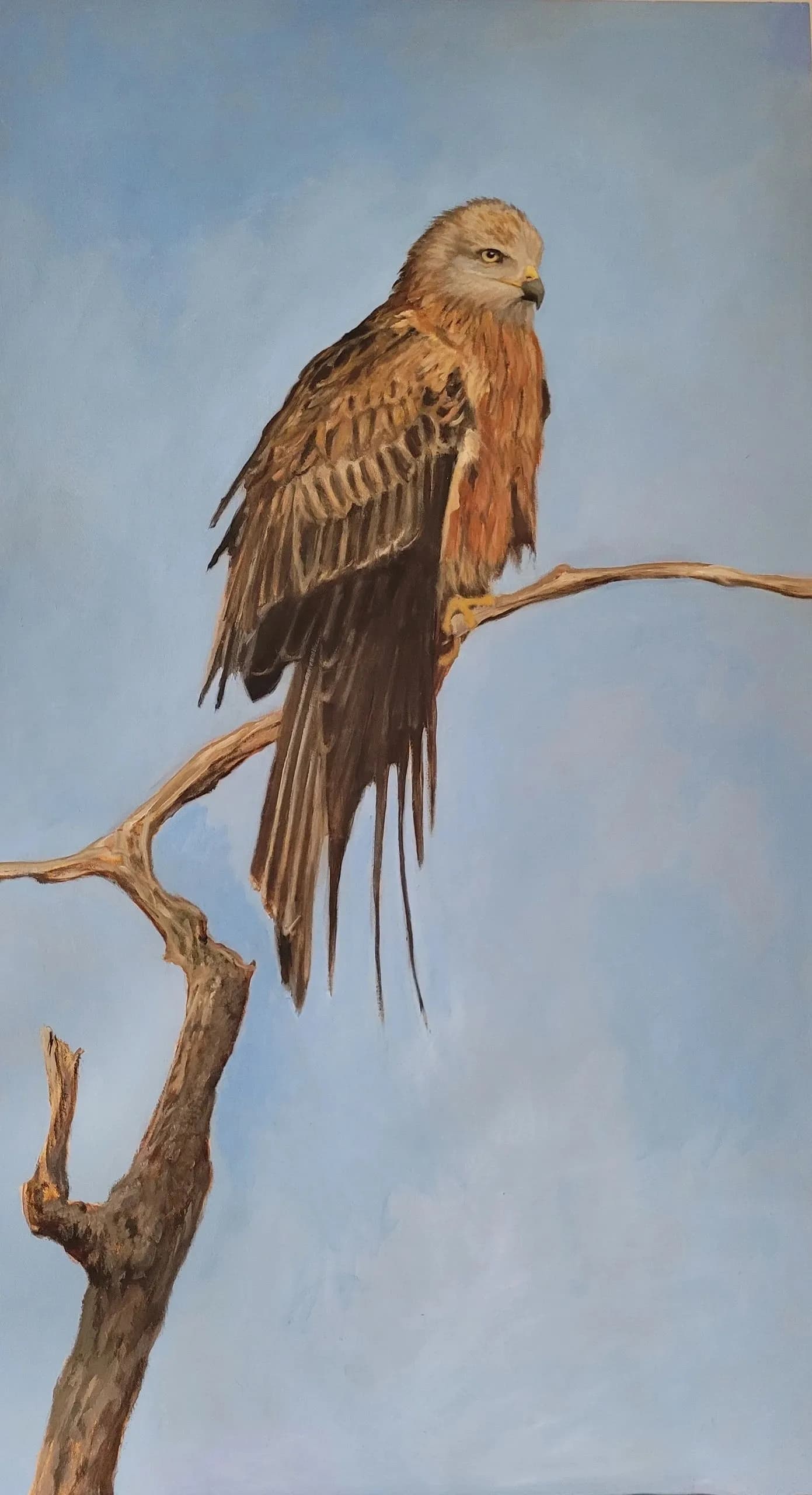 Red Kite