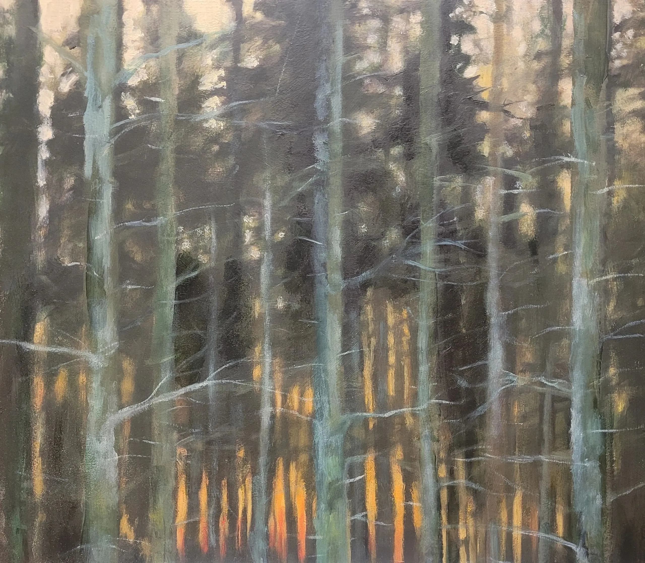 Sunrise Amongst Pine Trees