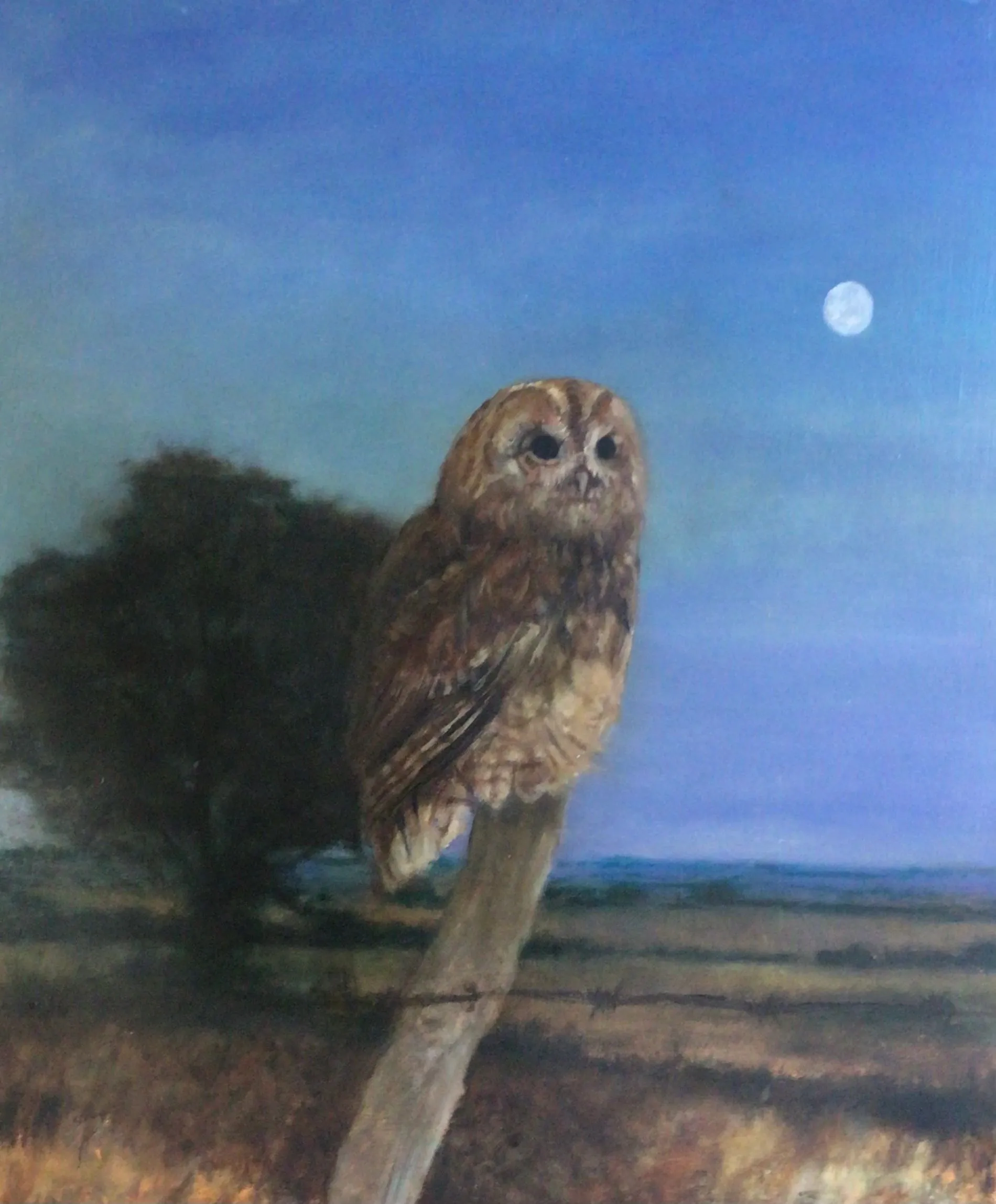 Tawny Owl